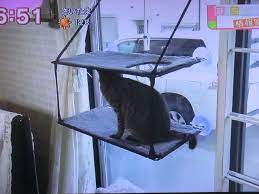 ウインドウベッド 窓に取り付ける猫用2段ベッド | まちかど情報室通販紹介ブログ（たまにひるおびも）