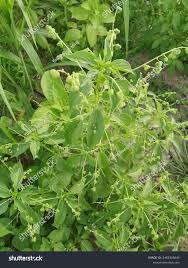 Image result for Micrococca mercurialis