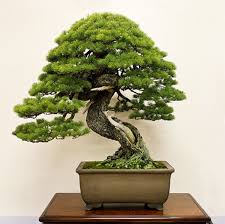 Bonzai, bonsai bitkisinin yetiştirilmesi, bakımı, budanması ve sulanması: Bonsai Nedir Ozellikleri Ve Bakimi Nasildir Topragizbiz Blog