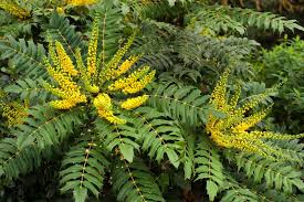 Image result for Psychotria mahonii