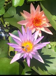 Image result for Rotala capensis