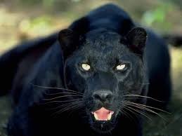 Animals Wallpaper Black Panther Jaguar Animal Black Jaguar Animal Wild Cats
