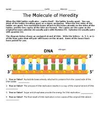 Label the sugar phosphate backbones. Dna Molecule Of Heredity By Free Teacher Stuff Tpt
