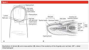 Image result for paronychium