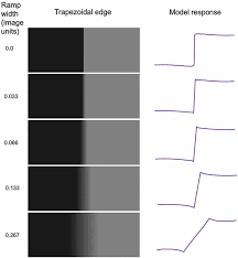 Frontiers Mach Bands Explained By Response Normalization Human Neuroscience