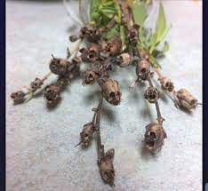 Pin By Tonya Kellar Libretto Tourigny On Dark Creepy Snapdragon Flowers Unusual Flowers Snapdragons