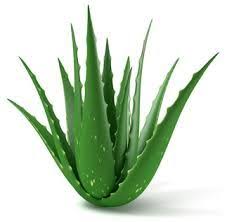 Pin On Herbs