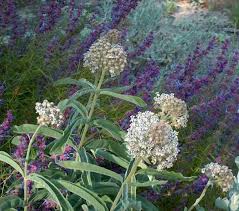 Asclepias Eriocarpa Monarch Milkweed California Native Garden California Native Plants California Plants