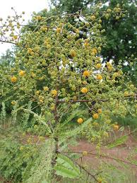 Image result for Acacia amythethophylla