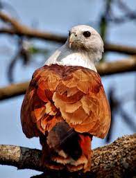 brahminy kite birds of prey beautiful birds nature birds