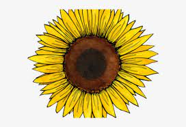 Sunflowers stickers these sunflowers stickers contain 50 pieces of different pattern vinyl stickers, size range from 2.0 inches to 4 inches,every sunflower is different. Flowers Clipart Aesthetic Sunflower Sticker Png Image Transparent Png Free Download On Seekpng