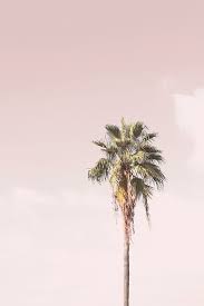 Discover images and videos about aesthetic from all over the world on we heart it. Palm Tree Print Art Print Digital Prints Prints Wall Art Wall Print Pink Wall Art Wall Art Palm Tree Print Large Wall Art Prints Palm Tree Wall Art Tree Wall Art