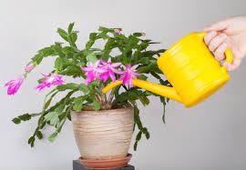 The christmas cactus is a unique kind of cacti that blooms close to the holiday in early winter, hence its name. How To Care For A Christmas Cactus Nursery Buy