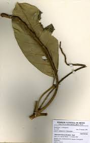 Image result for Tabernaemontana eglandulosa