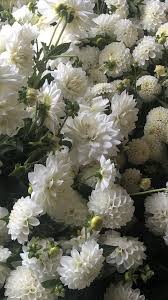 This is a dahlia flower. White Dahlia Dahlia Flower Arrangements Flowers For Sale Wholesale Flowers