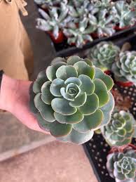 Image result for Micromeria imbricata