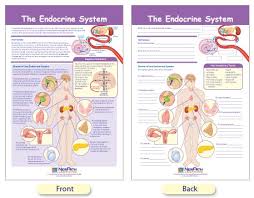 W94 4909 The Endocrine System Bulletin Board Chart
