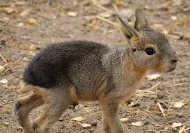 Image result for Dolichos junodii