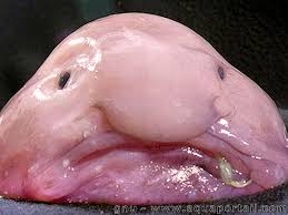 Pin On Save The Blobfish