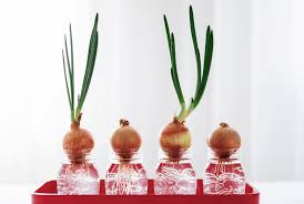 Green onions are the exception and can be planted one inch apart. Hydroponic Onions The Ultimate Guide Gardening Heavn