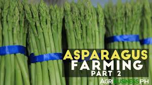Sie sind intelligent, aber treten in sozialen situationen in jedes fettnäpfchen. How To Grow And Harvest Asparagus Asparagus Farming Part 2 Youtube