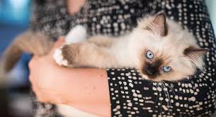 How Big Are Ragdoll Cats Your Ragdoll Size Guide