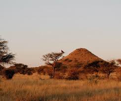 Image result for Kyphocarpa angustifolia