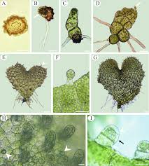 Image result for Ctenitis