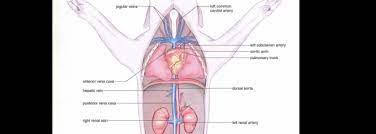 Circulatory System Fetal Pigs In Biology