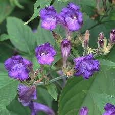 Image result for Strobilanthes anisophylla