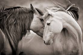 Beautiful Black And White Mustang Horse Kimerlee Curyl Embrace Beauty Wild Horses Black And White Photography In 2020 Wild Horses Photography Horses Mustang Horse