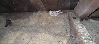 Since being established apeer bird and pest control ltd have grown from strength to strength. Bird Proofing Guano Cleaning Apeer Bird And Pest Control Ltd