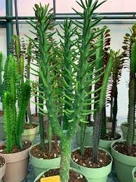 Image result for Austrocylindropuntia
