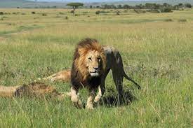 野生のライオンと目が合う！マサイマラ国立保護区で忘れられない体験をしてきた | RETRIP[リトリップ]