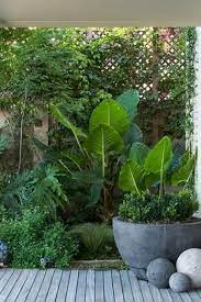 Check spelling or type a new query. 30 Gorgeous Tropical Garden Plants Ideas For You Home Decor Tropical Garden Plants Tropical Garden Design Tropical Garden