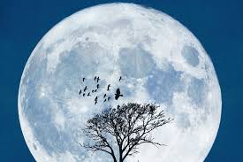 TIME for Kids | Explore the Moon | K-1