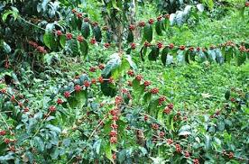 Image result for Coffea ligustroides