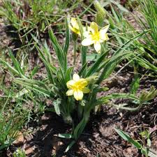 Image result for Hypoxis