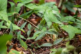 Image result for Syngonanthus wahlbergii