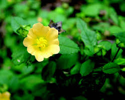 Image result for Sida rhombifolia