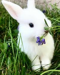 heute verschone ich mal das blumchen heute verschone ich mal das blumchen tiere niedliche tiere baby hasen