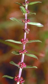 Image result for Ammannia baccifera