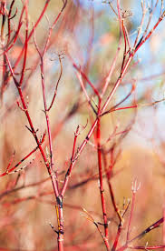 Found in the franklin creek area, the exposed gorge bottom dates back more than 500 million years ago. Earth Friendly Landscaping The Conservation Foundation