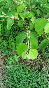 Image result for Grewia mildbraedii