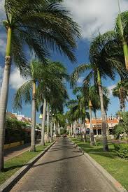Palm Tree Lined Driveway Tree Lined Driveway Palm Trees Landscaping Driveway Landscaping