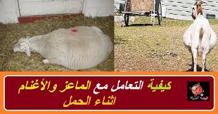 ان تربية الاغنام والماعز من المشاريع الاستثمارية والإنتاجية ويجب ان يتوافر شروط لتربية الماعز اولا يجب توفير مكان جيد التهوية ودافئثانيا يجب ان يكون الشخص. ÙƒÙŠÙÙŠØ© Ø§Ù„ØªØ¹Ø§Ù…Ù„ Ù…Ø¹ Ø§Ù„Ù…Ø§Ø¹Ø² ÙˆØ§Ù„Ø£ØºÙ†Ø§Ù… Ø£Ø«Ù†Ø§Ø¡ Ø§Ù„Ø­Ù…Ù„