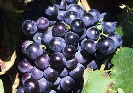 Les Fruits Et Legumes Les Plus Pollues