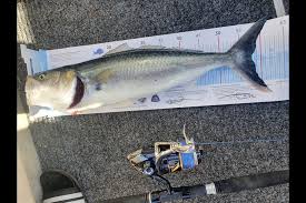 Vincent Beale's 57.5cm Kahawai featuring