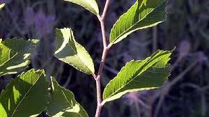 Image result for Ulmaceae