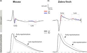 Image result for J Wave